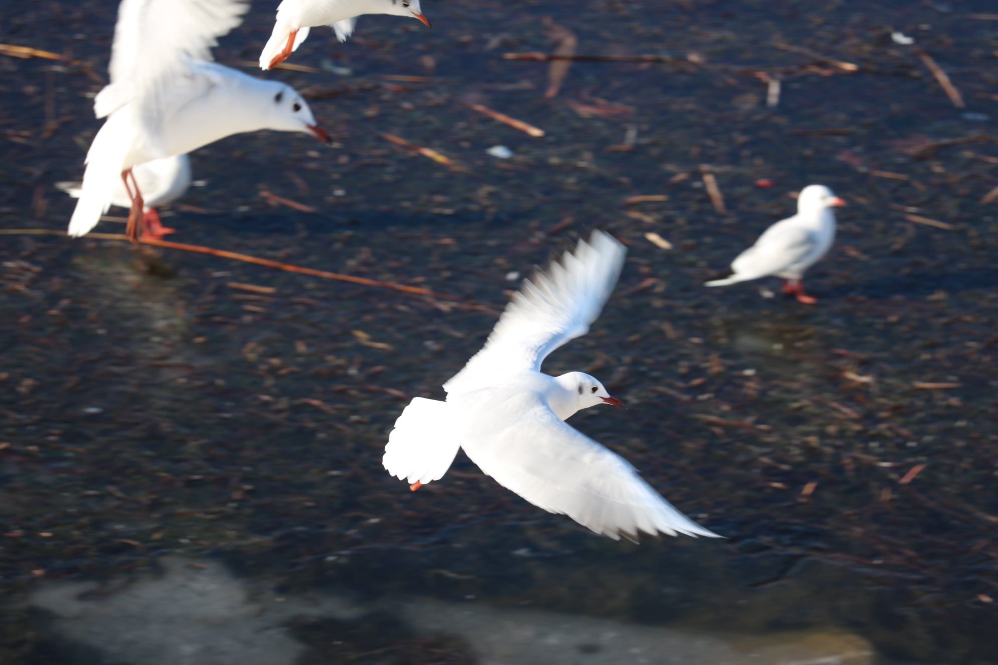 Beyşehir’de Martılar ve Diğer Su Kuşları Unutulmadı