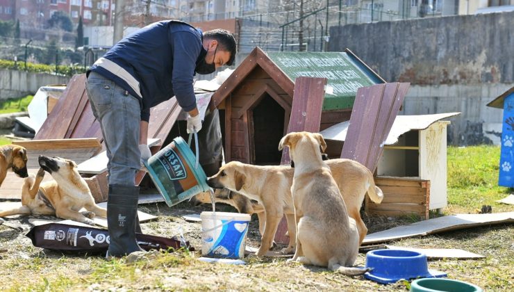  Esenyurt Belediyesi Sokak Hayvanlarına Mama ve Su Desteğini Sürdürüyor