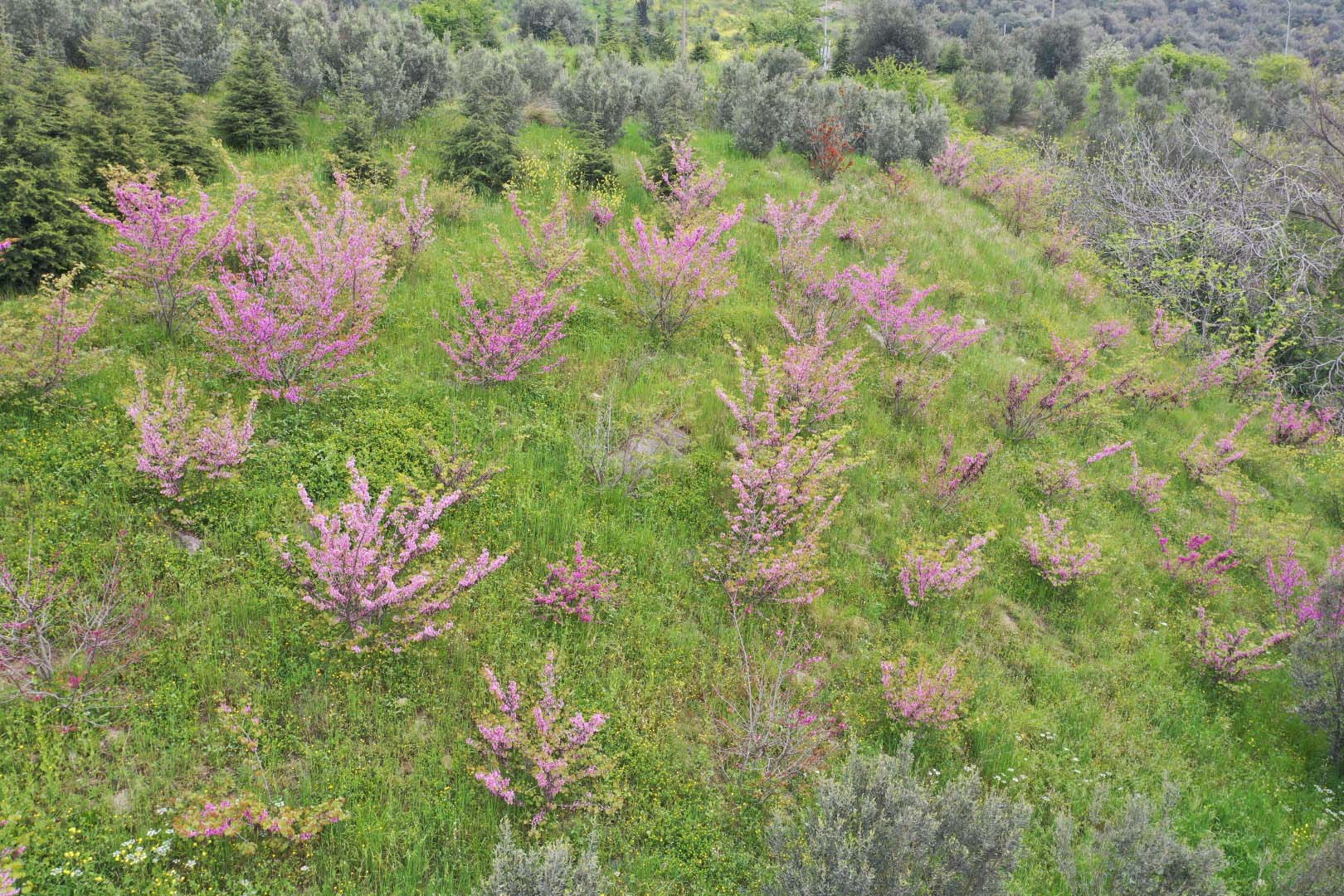  Kocaeli’de 10 Yıl Önce Dikilen Erguvan Ağaçları Çiçek Açtı