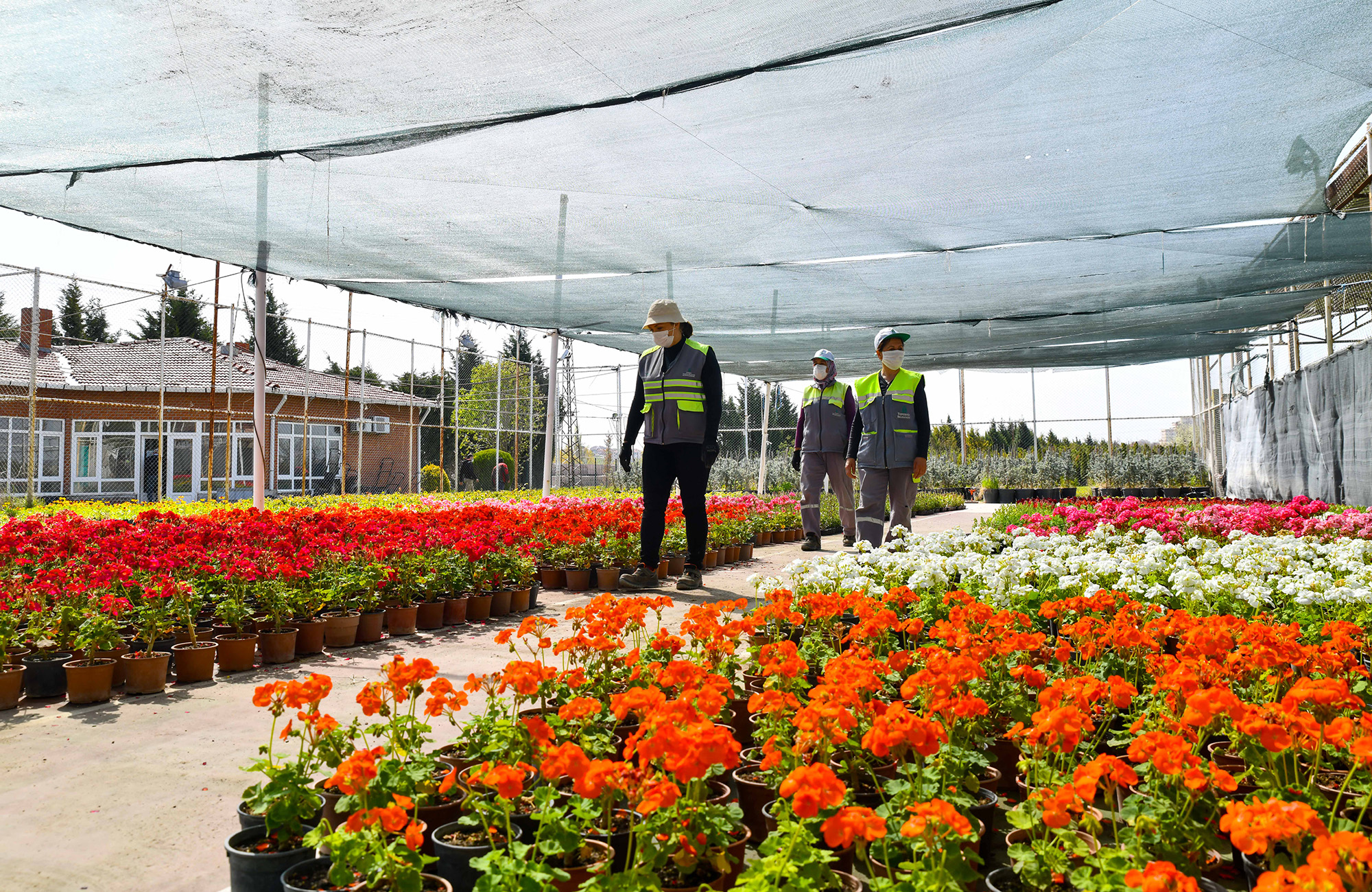  Tepebaşı Belediye Seralarında Yılda 200 Bin Çiçek Yetişiyor