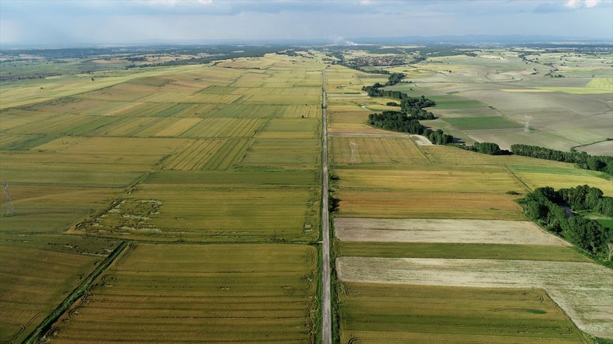  Bereketli Trakya’da Buğday ve Kanola Hasatı Yaklaşıyor