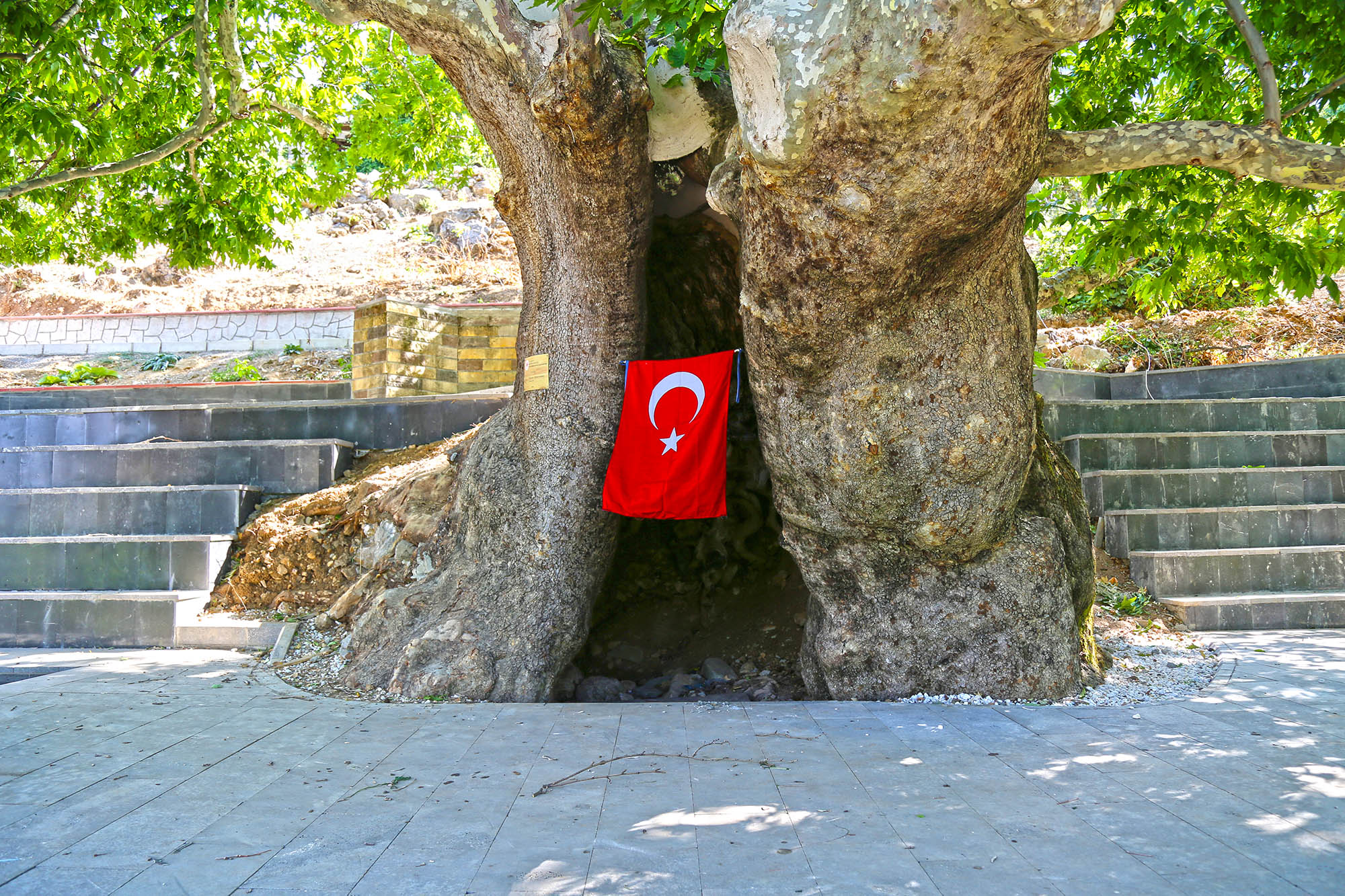  Kahramanmaraş’ta Asırlık Çınar Ağacı Turizme Kazandırıldı