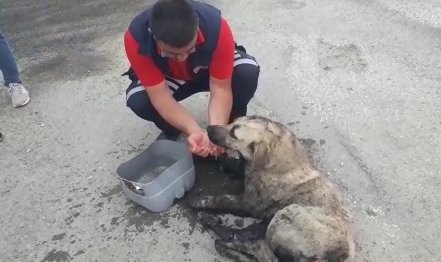  Erzincan’da Zifte Yapışan Köpeği İtfaiye Ekipleri Kurtardı