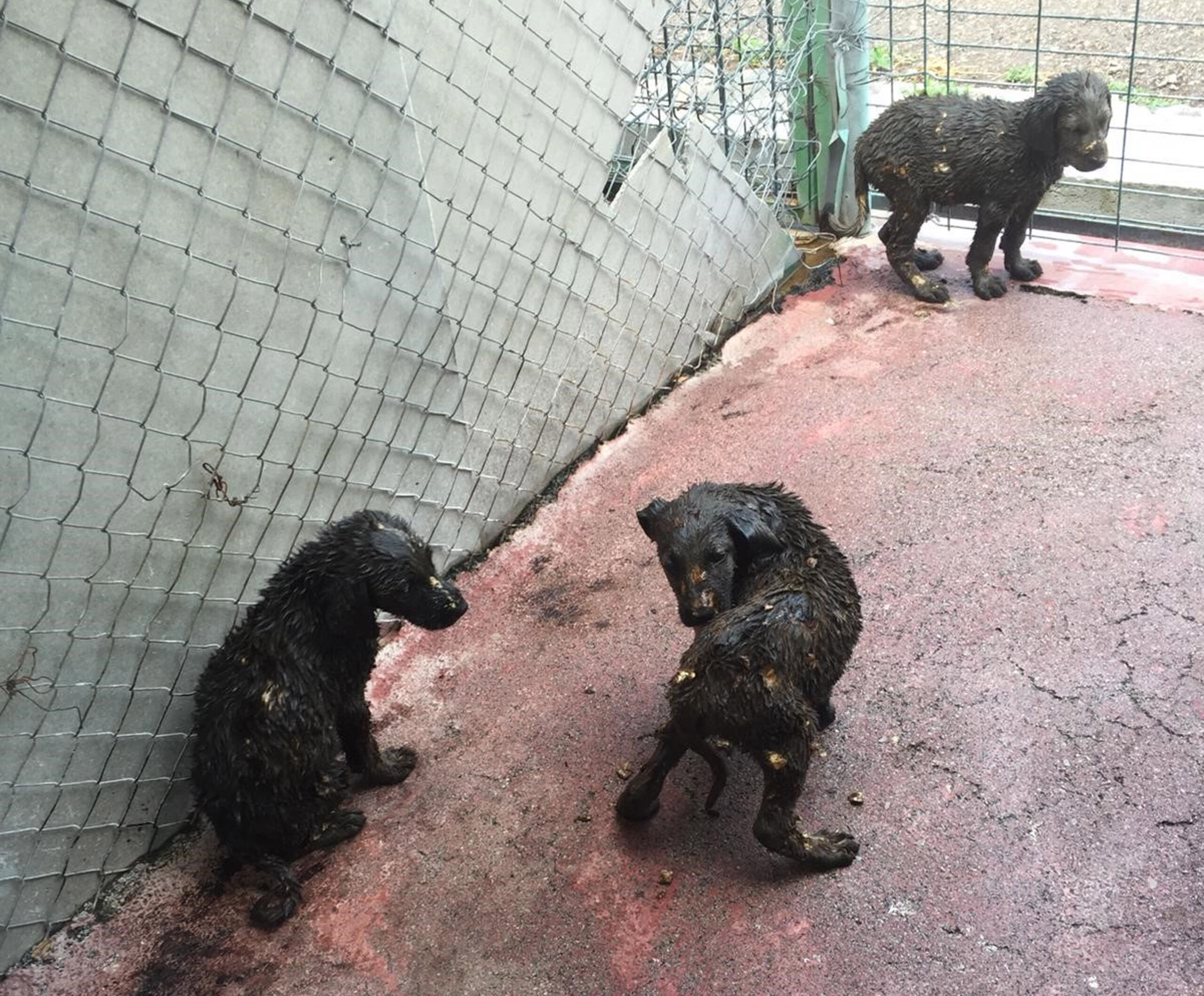  Asfalt Ziftine Düşen Yavru Köpekler, Çankaya Belediyesi Tarafından Sağlığına Kavuşturuldu