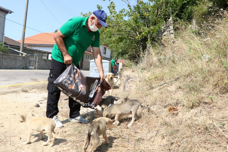  Kocaeli Büyükşehir Belediyesi’nce Sokak Hayvanlarına 100 Ton Mama Dağıtıldı