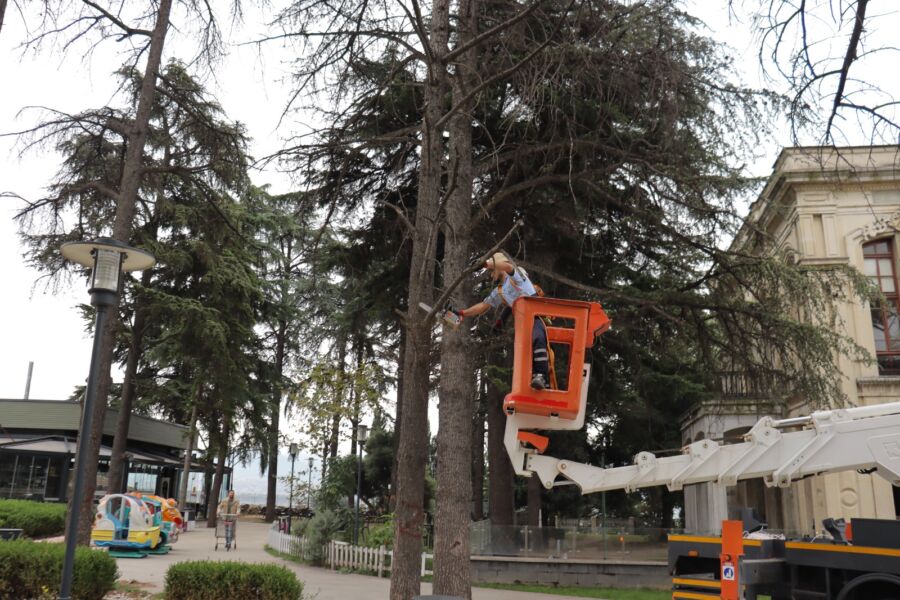  İzmit Belediyesi Tehlike Arz Eden Ağaçlar İçin Önlem Alıyor