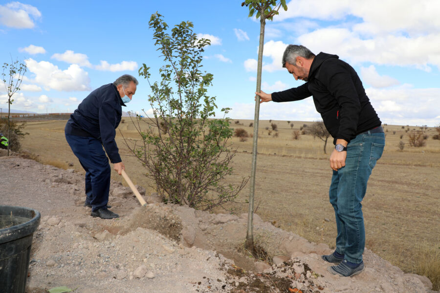  Talas Belediyesi Kırsal Mahallelerde Ağaçlandırma Çalışması Başlattı