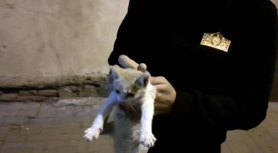  Su Giderinde Mahsur Kalan Kediyi Diyarbakır Büyükşehir Belediyesi Kurtardı