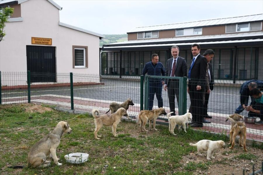  İnegöl Belediyesi Tarafından 1380 Köpek Kısırlaştırıldı, 3161 Hayvan Tedavi Edildi