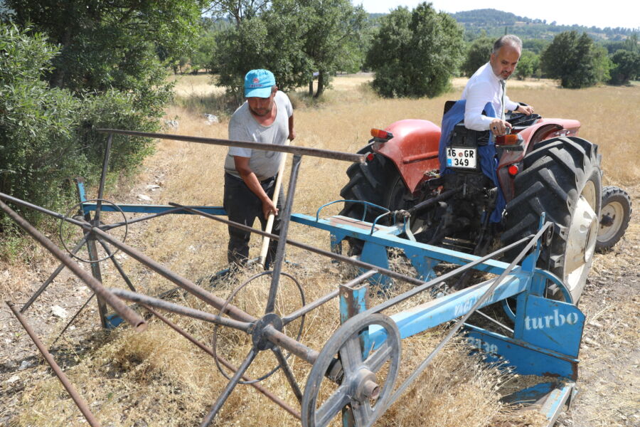  Bursa Büyükşehir’in ‘Organik Siyez Buğdayı Projesi’nde Hasat Zamanı
