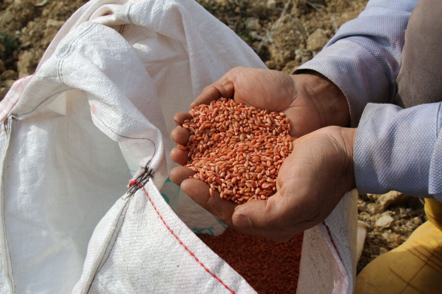  Antalya Büyükşehir Belediyesi Çiftçiye Hibe Buğday Tohumu Desteği Verecek