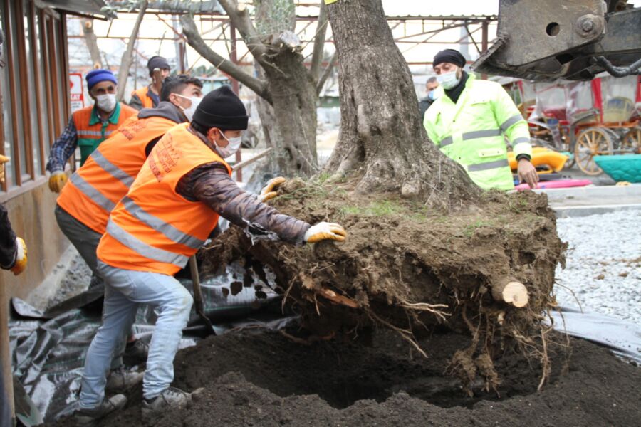  Esenyurt Belediyesi, Asırlık Zeytin Ağaçlarını Kesilmekten Kurtardı