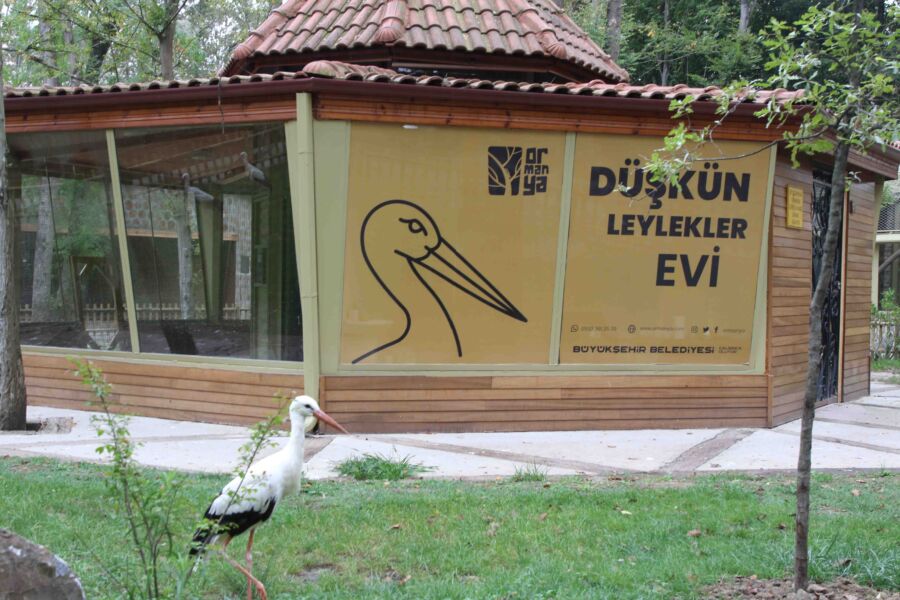  Kocaeli Büyükşehir Belediyesi Ormanya‘da Düşkün Leylekler Evini Hazırladı