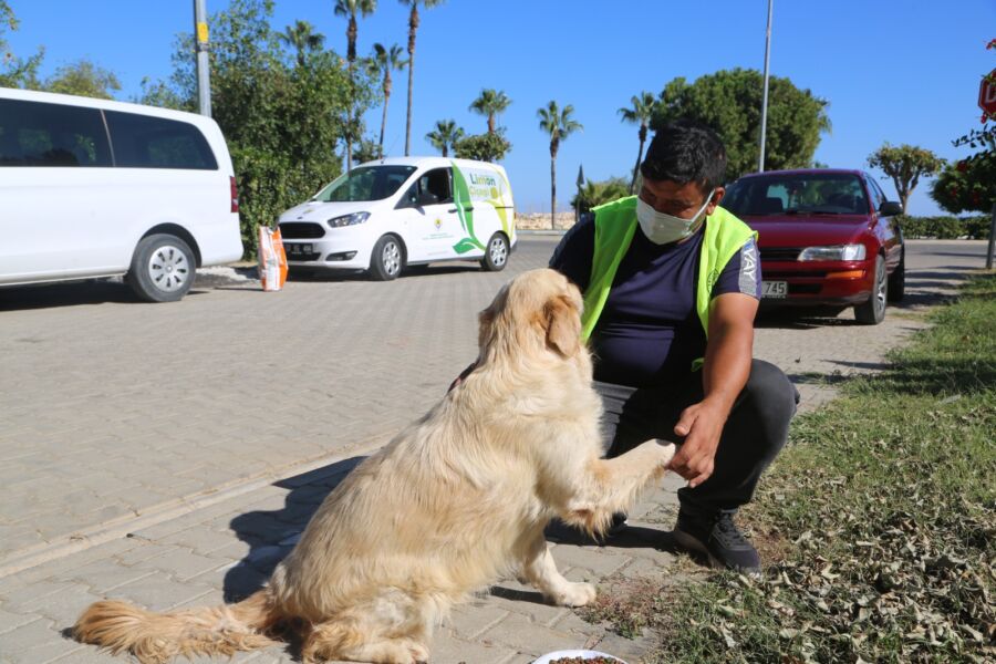  Erdemli Belediyesi Sokak Hayvanlarını Yalnız Bırakmıyor