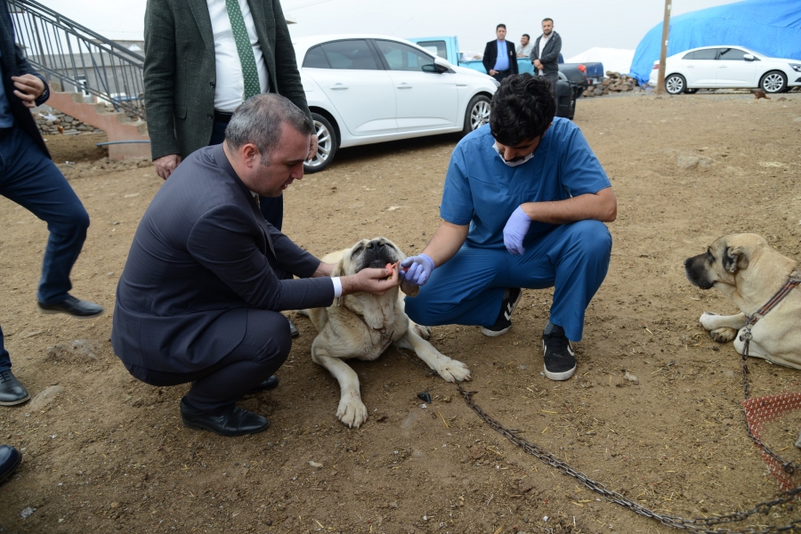  Diyarbakır Büyükşehir Belediyesi, Köpeklerde Delibaş Hastalığını Önlüyor
