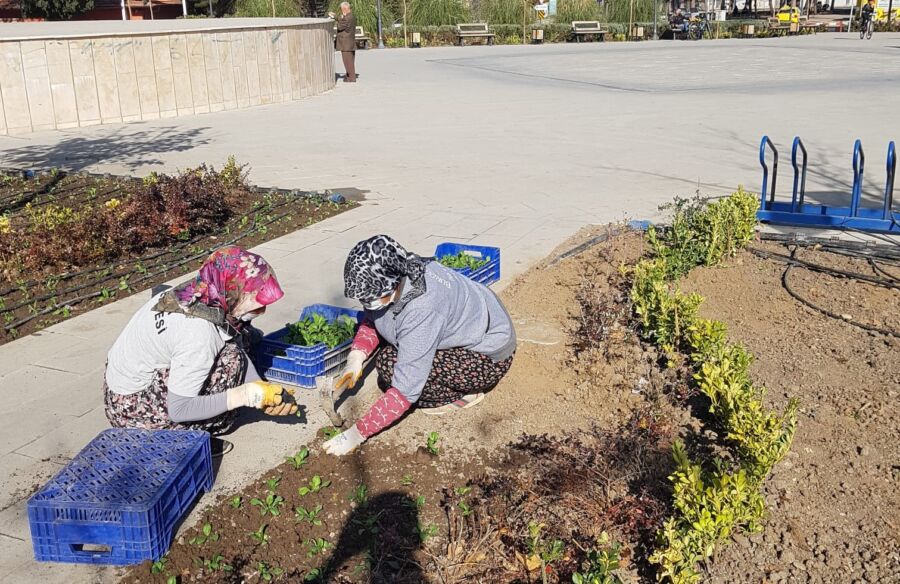  Burdur Belediyesi, Mevsimlik Çiçek Dikimine Başladı