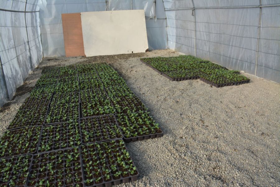  Çaycuma Belediyesi 100 Bin Çiçek Üretiyor