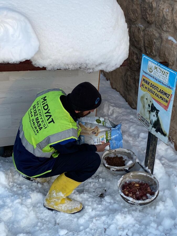  Midyat Belediyesi Sokak Hayvanlarını Besledi