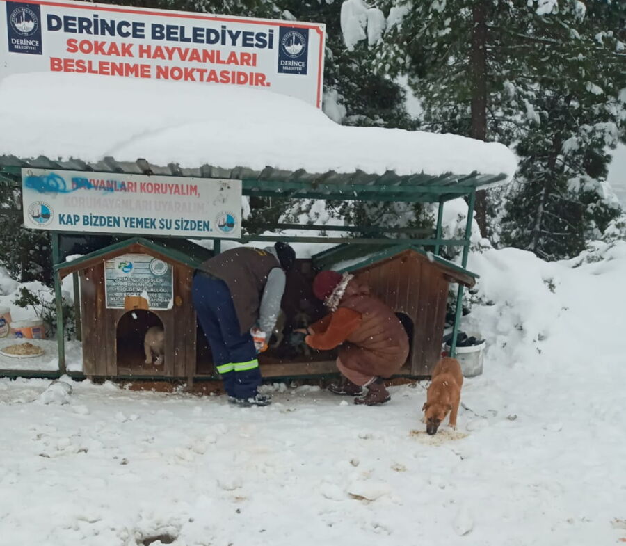  Derince Belediyesi, Sokak Hayvanları Rehabilitasyon Merkezi ile Örnek Oluyor