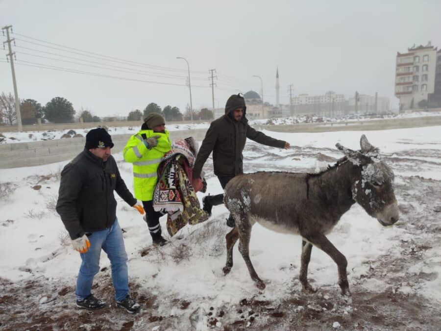  Viranşehir Belediyesi Soğukta Üşüyen Sokak Hayvanları İçin Harekete Geçti