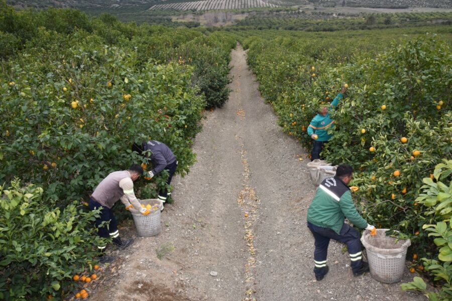  Ceyhan Belediyesi, Limonları İhtiyaç Sahipleri İçin Topladı