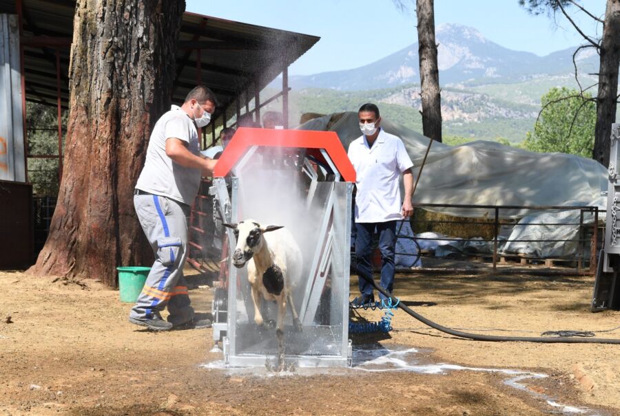  Konyaaltı Belediyesi, Hayvancılıktaki Uygulamalarıyla Türkiye’ye Örnek Oldu