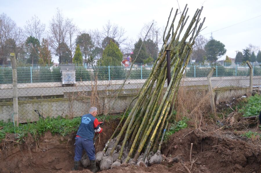  Ahmetli, Ağaçlandırma Çalışmalarıyla Daha Yeşil