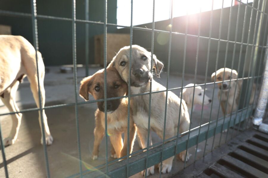  Akhisar Belediyesi, Sokak Hayvanı Sahiplenenlere Kulübe Hediye Ediyor