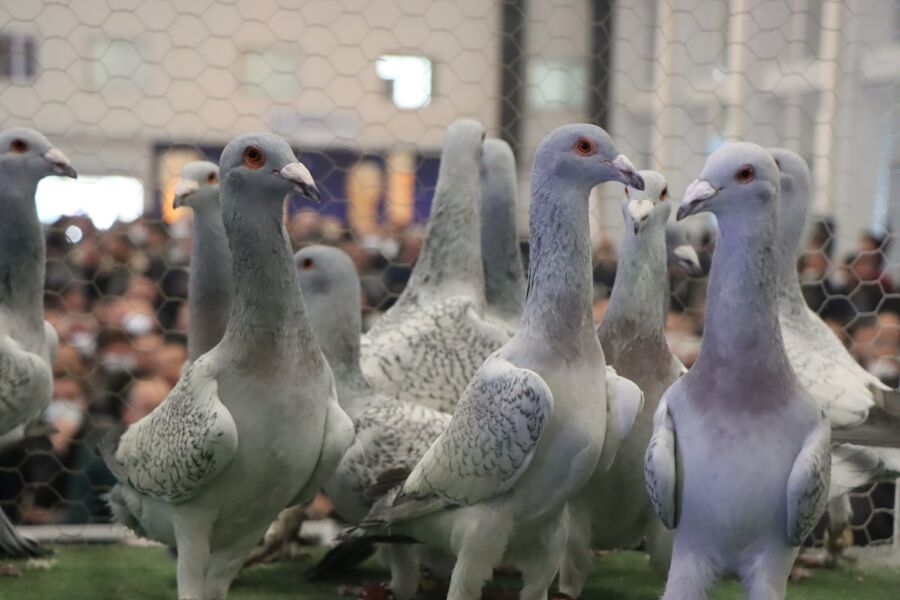  Şanlıurfa’da Güvercin Güzellik Yarışması Renkli Görüntülere Sahne Oldu