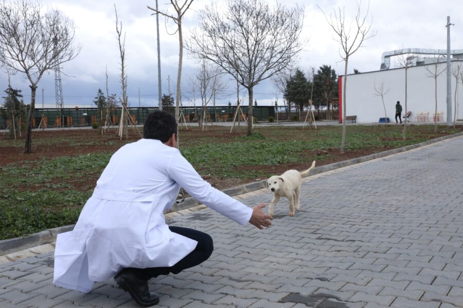  Diyarbakır’da Hasta ve Yaralı Hayvanlar Tedavi Ediliyor