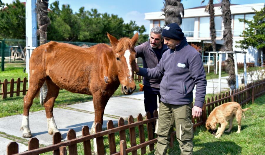  Esenyurt Belediyesi Sokağa Atılan Yaralı At Kınalı’yı İyileştirdi