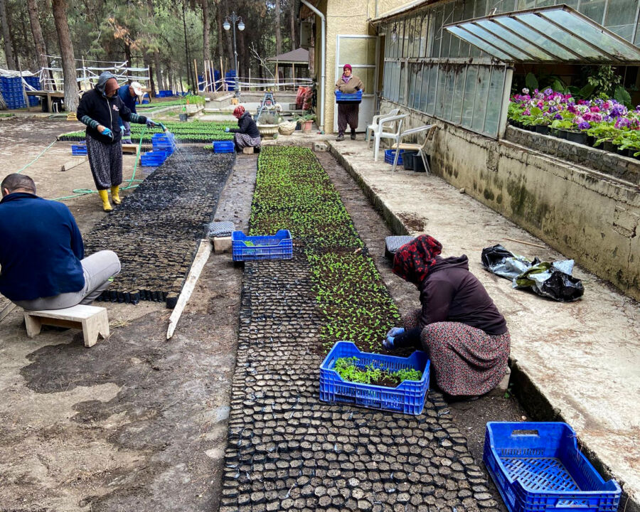  Burdur Belediyesi Bitkilerini Kendi Serasında Üretiyor