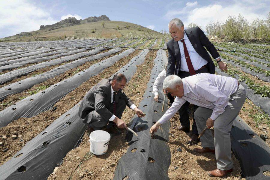  Adana Büyükşehir Üreticiye 1 Milyon 200 Çilek Fidesi Dağıttı