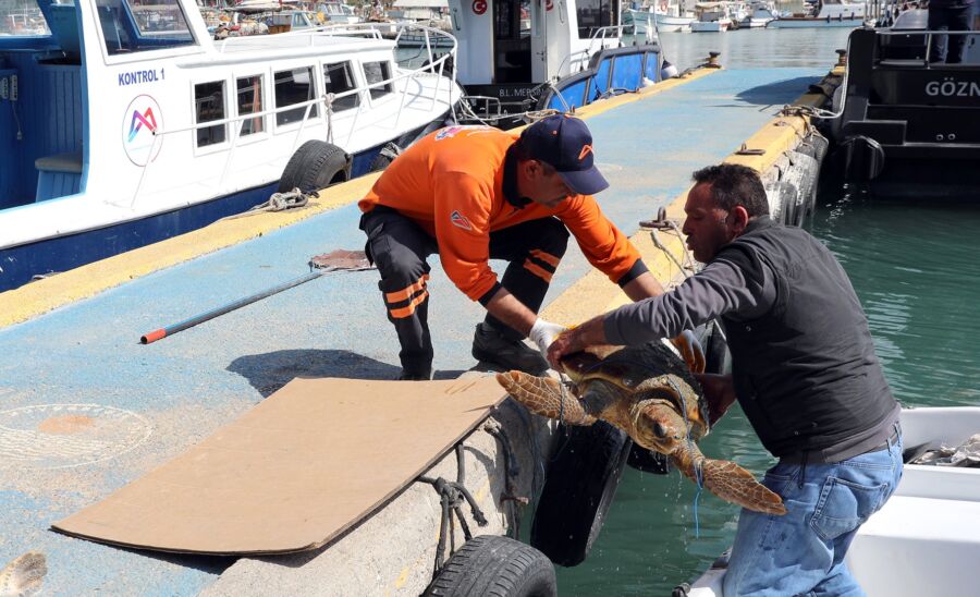  Mersin Büyükşehir’in Temizlik Personeli Yaralı Caretta Caretta’yı Kurtardı