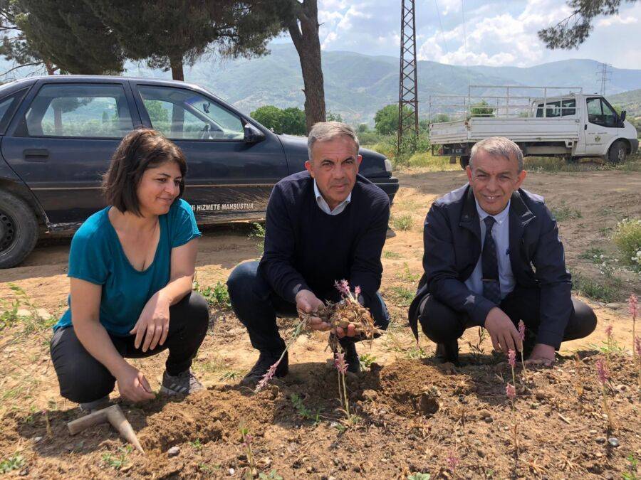  Beydağ Belediyesi Salep Hasadını Gerçekleştirdi 