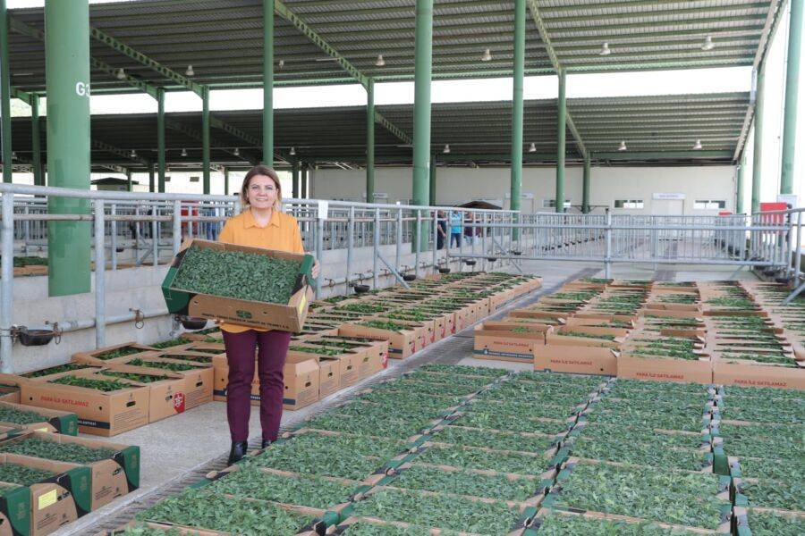  İzmit Belediyesi, Çiftçiye Sebze Fidesi Dağıtımına Başladı