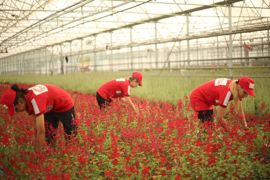  Aromatik Bitki ve Çiçekler Beypazarı’nda Yetiştiriliyor