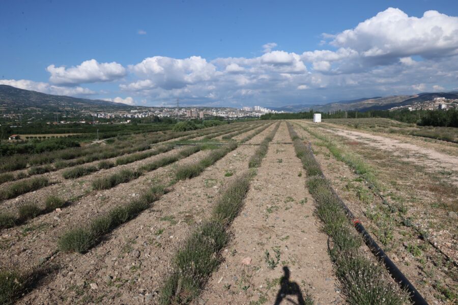  Lavanta Kokulu Şehir, Tokat