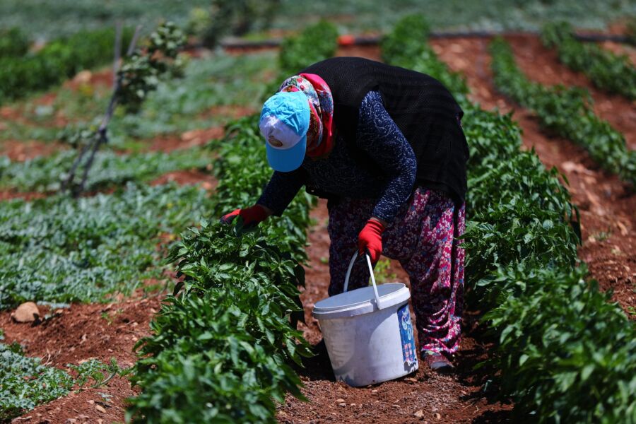  Gaziantep’te Dağıtılan Sebze Fideleri İlk Mahsullerini Vermeye Başladı