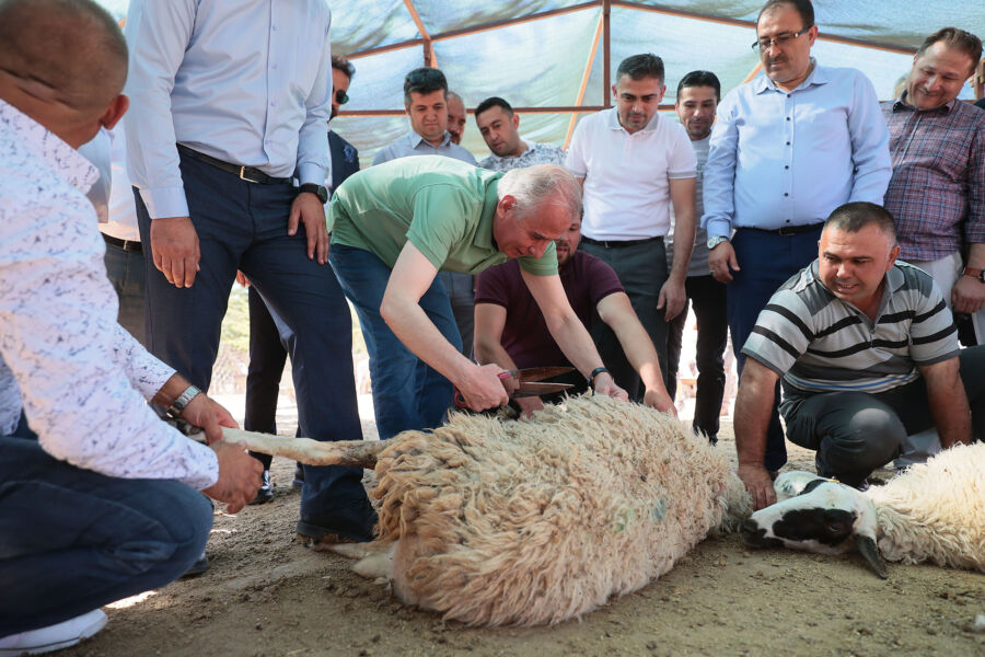  Denizli’de Koyun Kırkım Şenliği Başladı