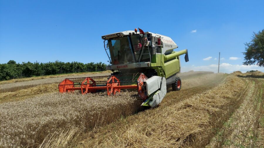  İzmit’te Yerel Buğday Deneme Projesinin İlk Hasatı Yapıldı