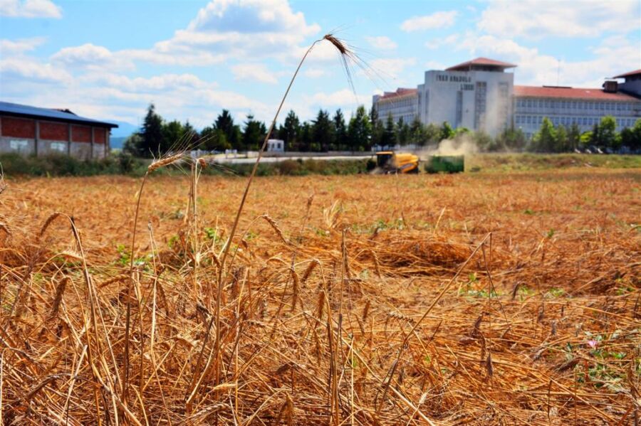  Zile’de Karakılçık Buğdayı Hasadı Yapıldı