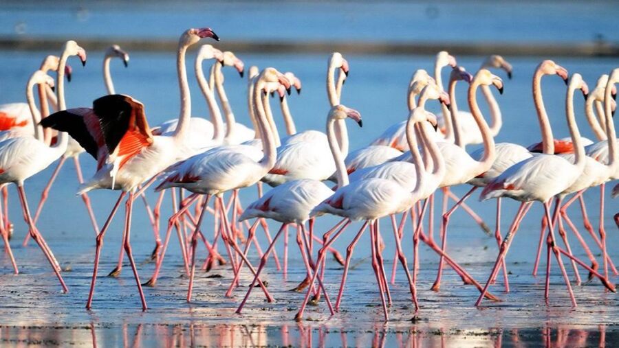  Flamingolar Koruma Altında