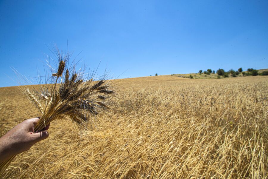  Burdur’da Karakılçık Buğdayı Hasadı