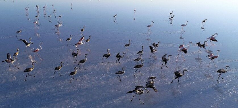  Tuz Gölü Flamingoları Göçe Hazır