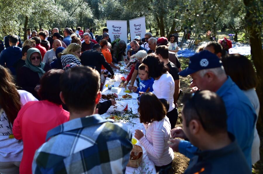  Kamp ve Karavan Festivali’nde Zeytin Hasadı Yapıldı
