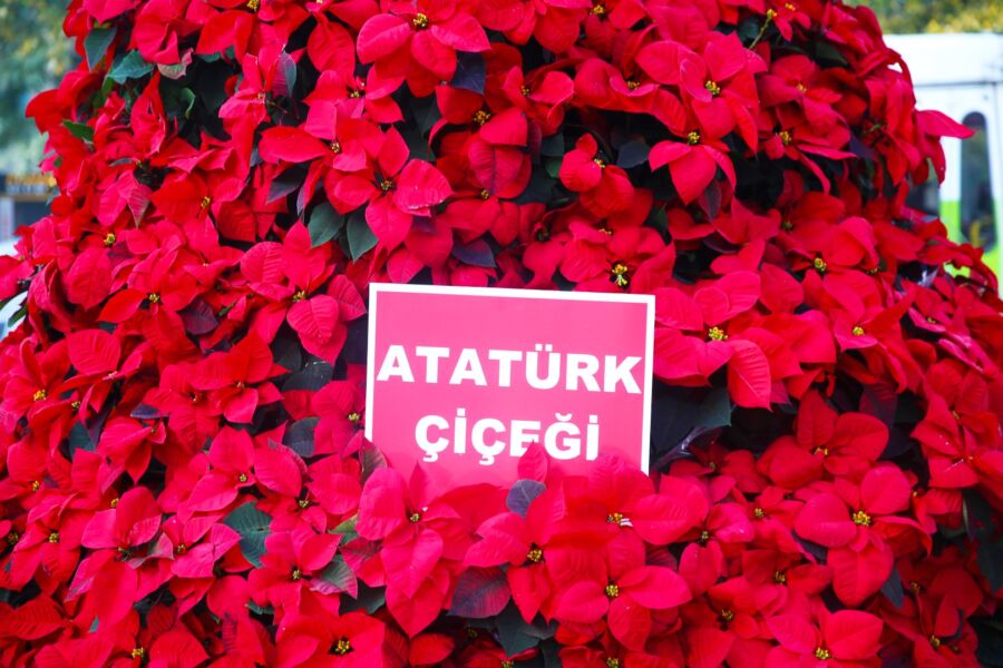  Büyükşehir’den 84. Yılda 1084 Atatürk Çiçeği