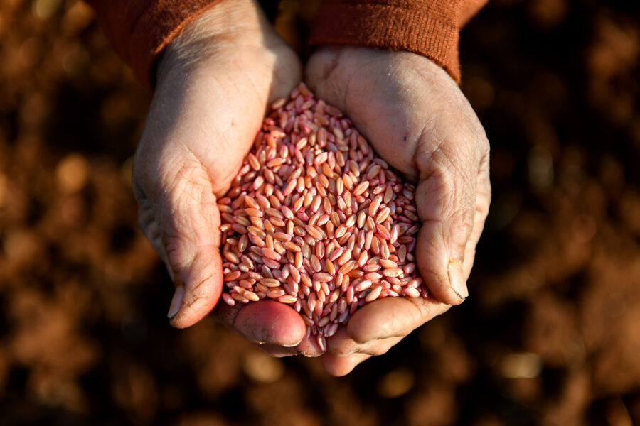  “Yerel Buğday Çeşitlerinin Yerinde Korunması ve Pazarlanması” Projesi Devam Ediyor