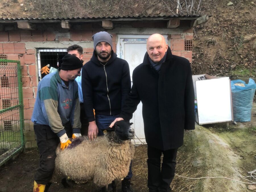  Artvin Belediyesi, İngiliz Irkı Suffolk Koyunları Üreticiyle Buluşturdu