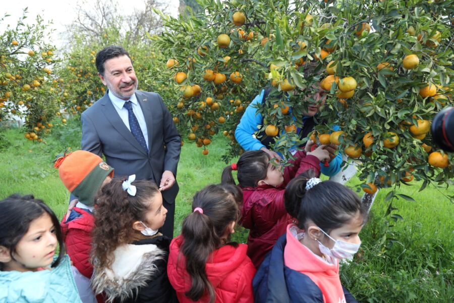  Bodrum Belediye Başkanı Aras, Öğrencilerle Mandalina Hasadı Yaptı